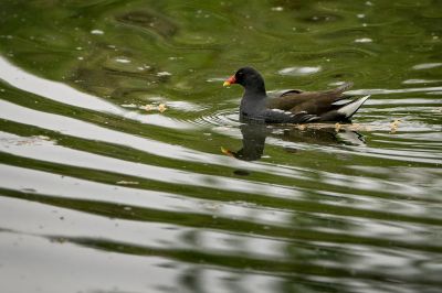 Teichhuhn - Teichralle / Common Moorhen