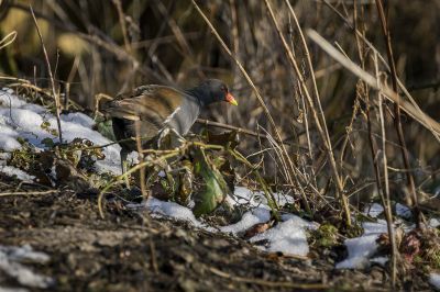 Teichhuhn - Teichralle / Common Moorhen