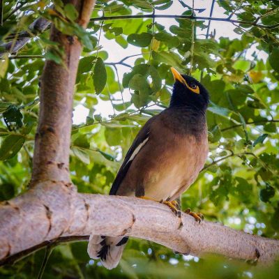 Hirtenstar - Hirtenmaina / Common Myna