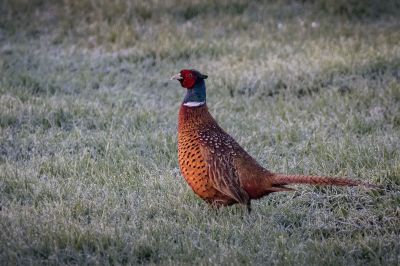 Fasan (M) / Common Pheasant