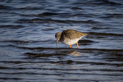 Rotschenkel / Common Redshank