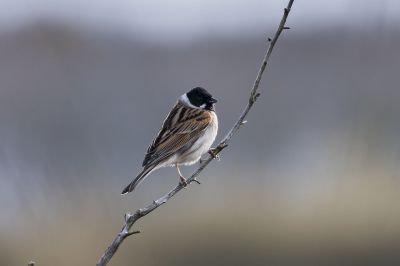 Rohrammer (M) im Prachtkleid / Common Reed Bunting