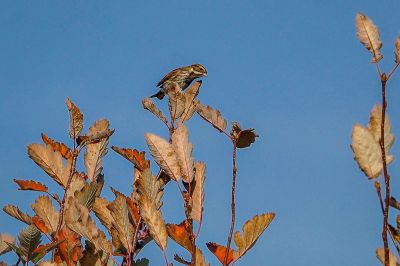 Rohrammer (M) im Schichtkleid / Common Reed Bunting