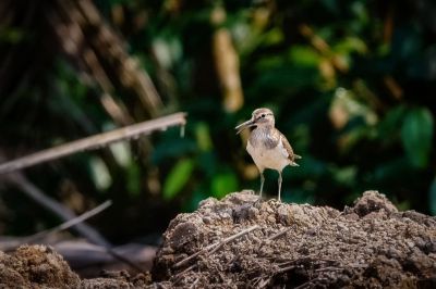 Flußuferläufer / Common Sandpiper