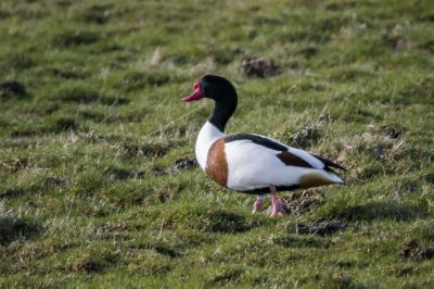 Brandgans - Brandente (M) / Common Shelduck