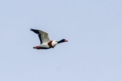 Brandgans - Brandente / Common Shelduck