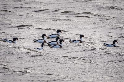 Brandgans - Brandente / Common Shelduck