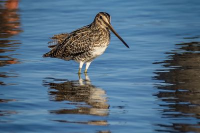 Bekassine / Common Snipe