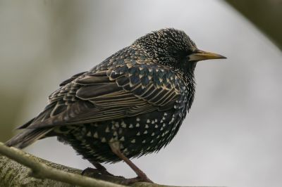 Star / Common Starling