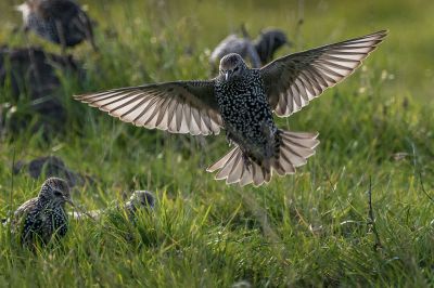 Star / Common Starling