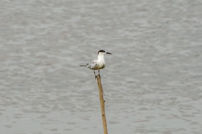Flußseeschwalbe / Common Tern