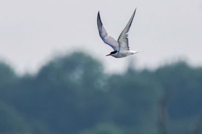 Flußseeschwalbe / Common Tern