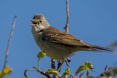 Dorngrasmücke / Common Whitethroat