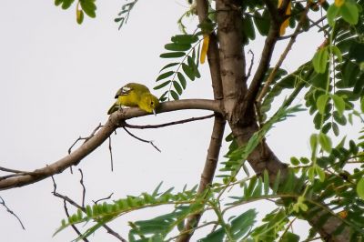 Schwarzflügeliora / Common Iora