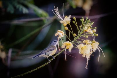 Kupferkehl-Nektarvogel (W) / Copper-throated Sunbird