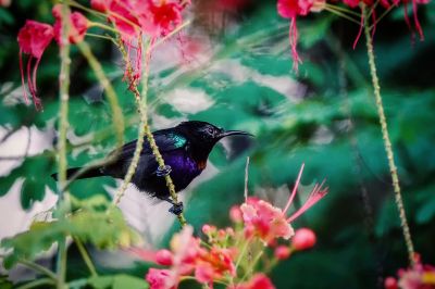 Kupferkehl-Nektarvogel (M) / Copper-throated Sunbird