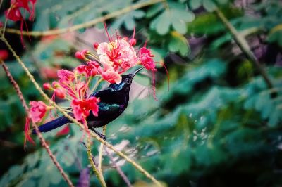 Kupferkehl-Nektarvogel (M) / Copper-throated Sunbird