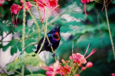 Kupferkehl-Nektarvogel (M) / Copper-throated Sunbird