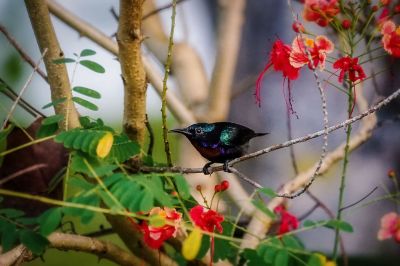 Kupferkehl-Nektarvogel (M) / Copper-throated Sunbird