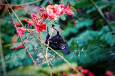 Kupferkehl-Nektarvogel (M) / Copper-throated Sunbird