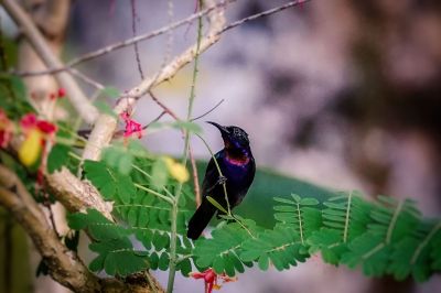 Kupferkehl-Nektarvogel (M) / Copper-throated Sunbird