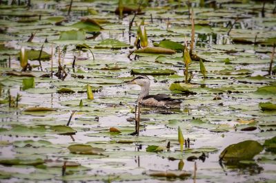 Coromandel-Zwergente (W) / Cotton Pygmy Goose - Cotton Teal