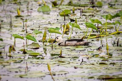 Coromandel-Zwergente (M) / Cotton Pygmy Goose - Cotton Teal