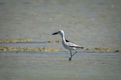 Reiherläufer / Crab Plover