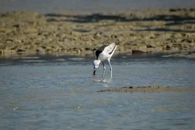 Reiherläufer / Crab Plover