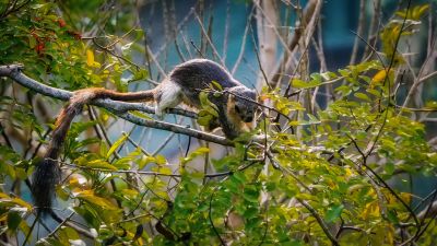 Blasses Riesenhörnchen / Cream-coloured Giant Squirrel