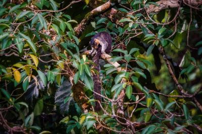 Blasses Riesenhörnchen / Cream-coloured Giant Squirrel