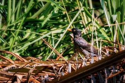 Haubenmaina / Crested Myna