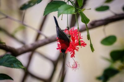 Karmesinnektarvogel / Crimson Sunbird