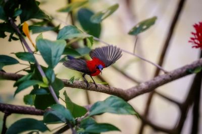 Karmesinnektarvogel / Crimson Sunbird