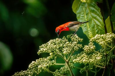 Karmesinnektarvogel / Crimson Sunbird