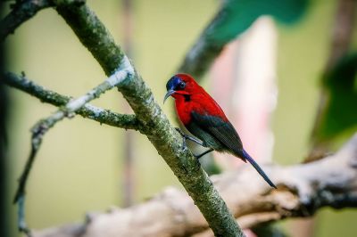 Karmesinnektarvogel / Crimson Sunbird