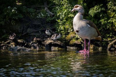 Nilgans mit Jungen / Egyptian Goose