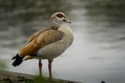 Nilgans / Egyptian Goose