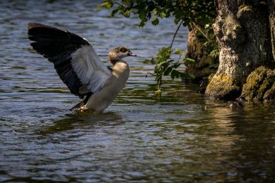 Nilgans / Egyptian Goose