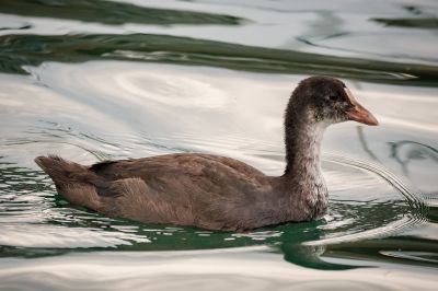 Blässhuhn - Blässralle (J) / Eurasian Coot