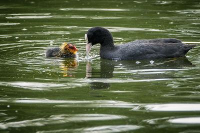 Blässhuhn - Blässralle (adult mit Junges) / Eurasian Coot