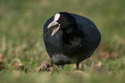 Blässhuhn - Blässralle / Eurasian Coot