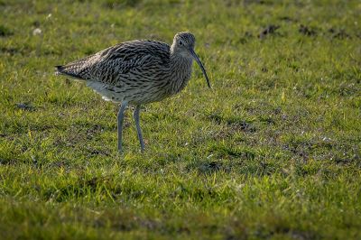 Großer Brachvogel / Eurasian Curlew