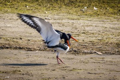 Austernfischer / Eurasian Oystercatcher - Common Pied Oystercatcher - Palaearctic Oystercatcher