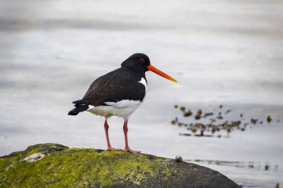 Austernfischer / Eurasian Oystercatcher - Common Pied Oystercatcher - Palaearctic Oystercatcher