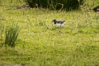 Austernfischer (juv) / Eurasian Oystercatcher - Common Pied Oystercatcher - Palaearctic Oystercatcher