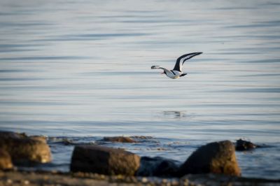 Austernfischer / Eurasian Oystercatcher - Common Pied Oystercatcher - Palaearctic Oystercatcher