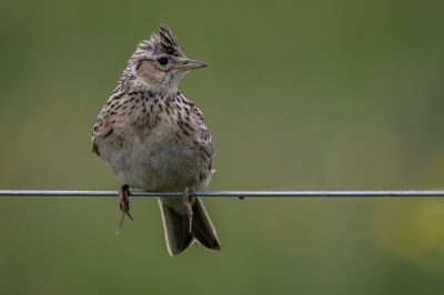 Feldlerche / Eurasian Skylark