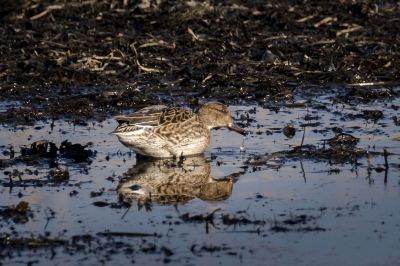 Krickente (F) / Eurasian Teal - Common Teal