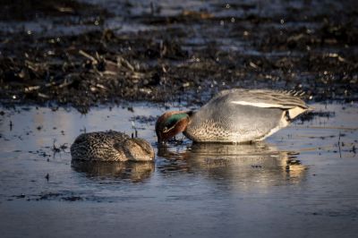 Krickente (M,F) / Eurasian Teal - Common Teal